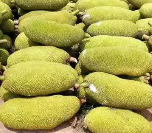 越南菠蘿蜜進口.png